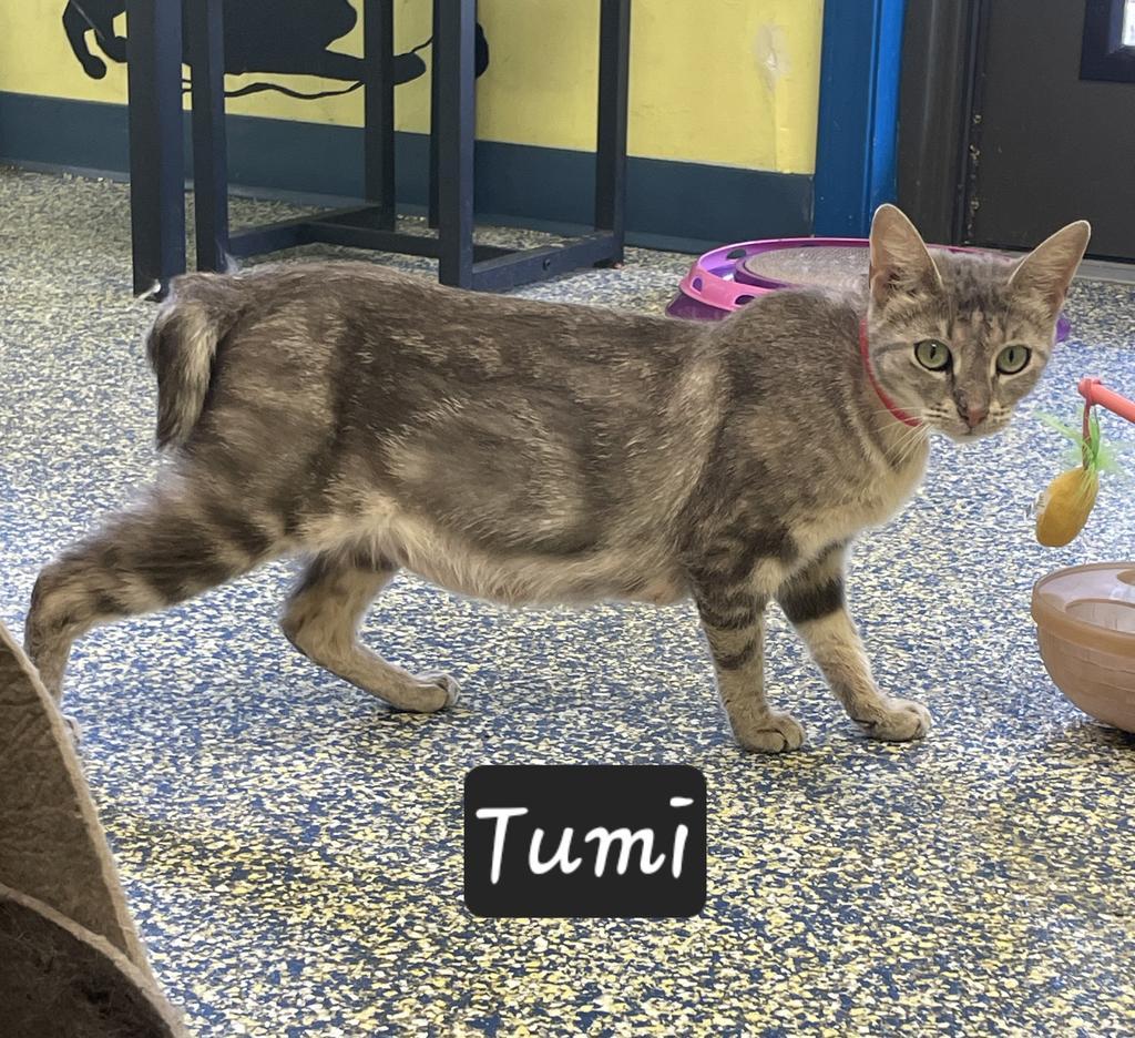 Tumi, Adoptable, Kitten Female Domestic Short Hair.