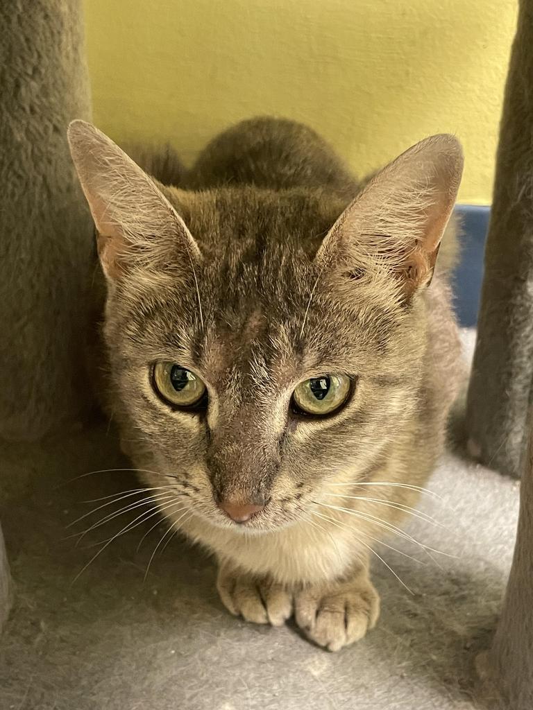 Enlarge Tumi, a Adoptable mixed breed in Maumelle, AR image 3/6