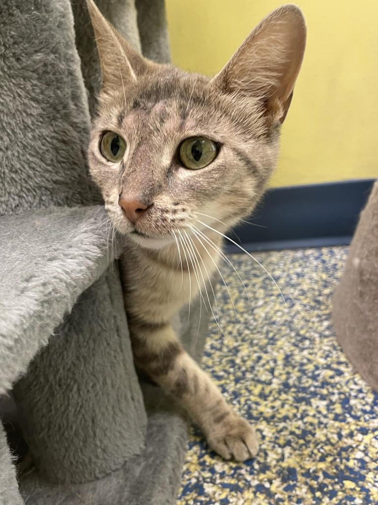 Enlarge Tumi, a Adoptable mixed breed in Maumelle, AR image 4/6