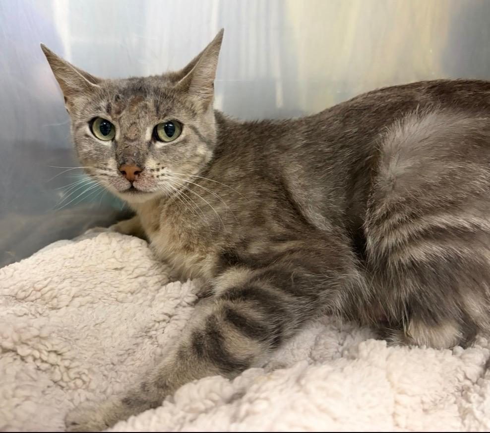 Enlarge Tumi, a Adoptable mixed breed in Maumelle, AR image 5/6