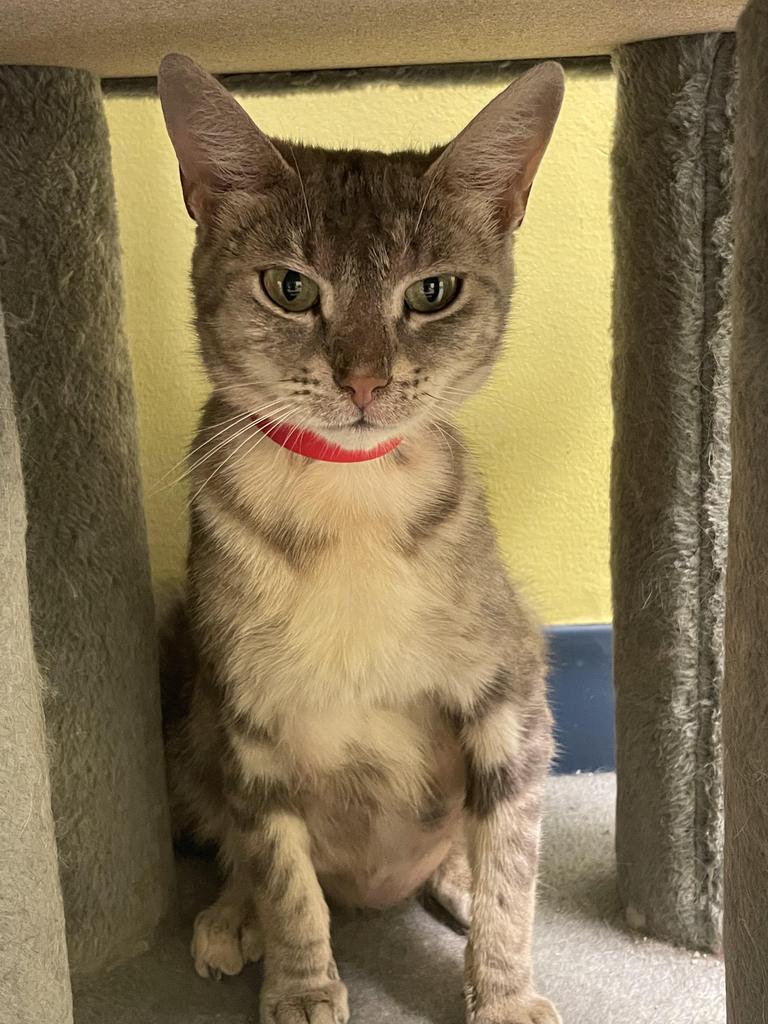 Enlarge Tumi, a Adoptable mixed breed in Maumelle, AR image 6/6