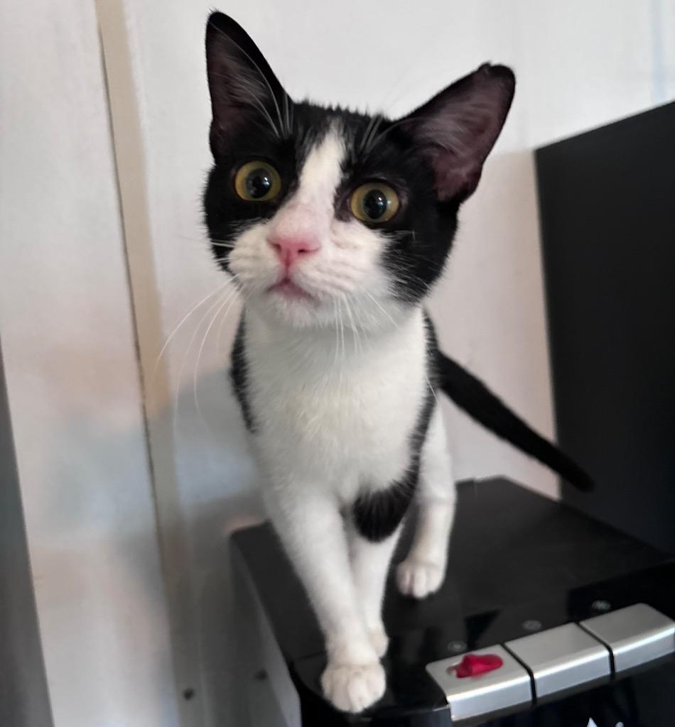 Kuromi, a Adoptable mixed breed in Corpus Christi, TX image 2/3