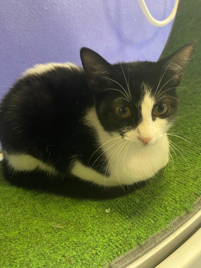 Kuromi, a Adoptable mixed breed in Corpus Christi, TX image 3/3