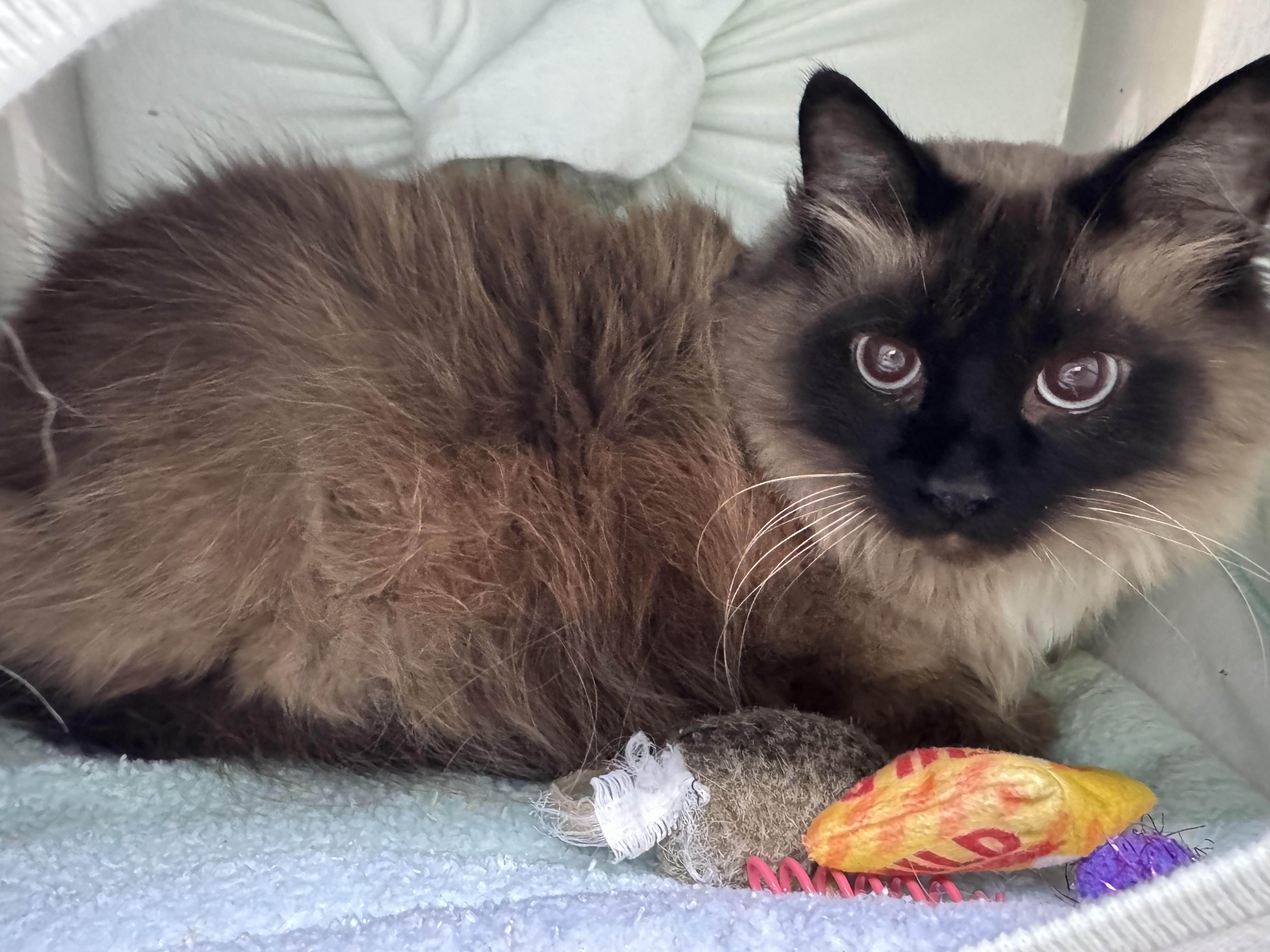 Enlarge Mocha, a ADOPTABLE mixed breed in Mount Vernon, OH image 3/3