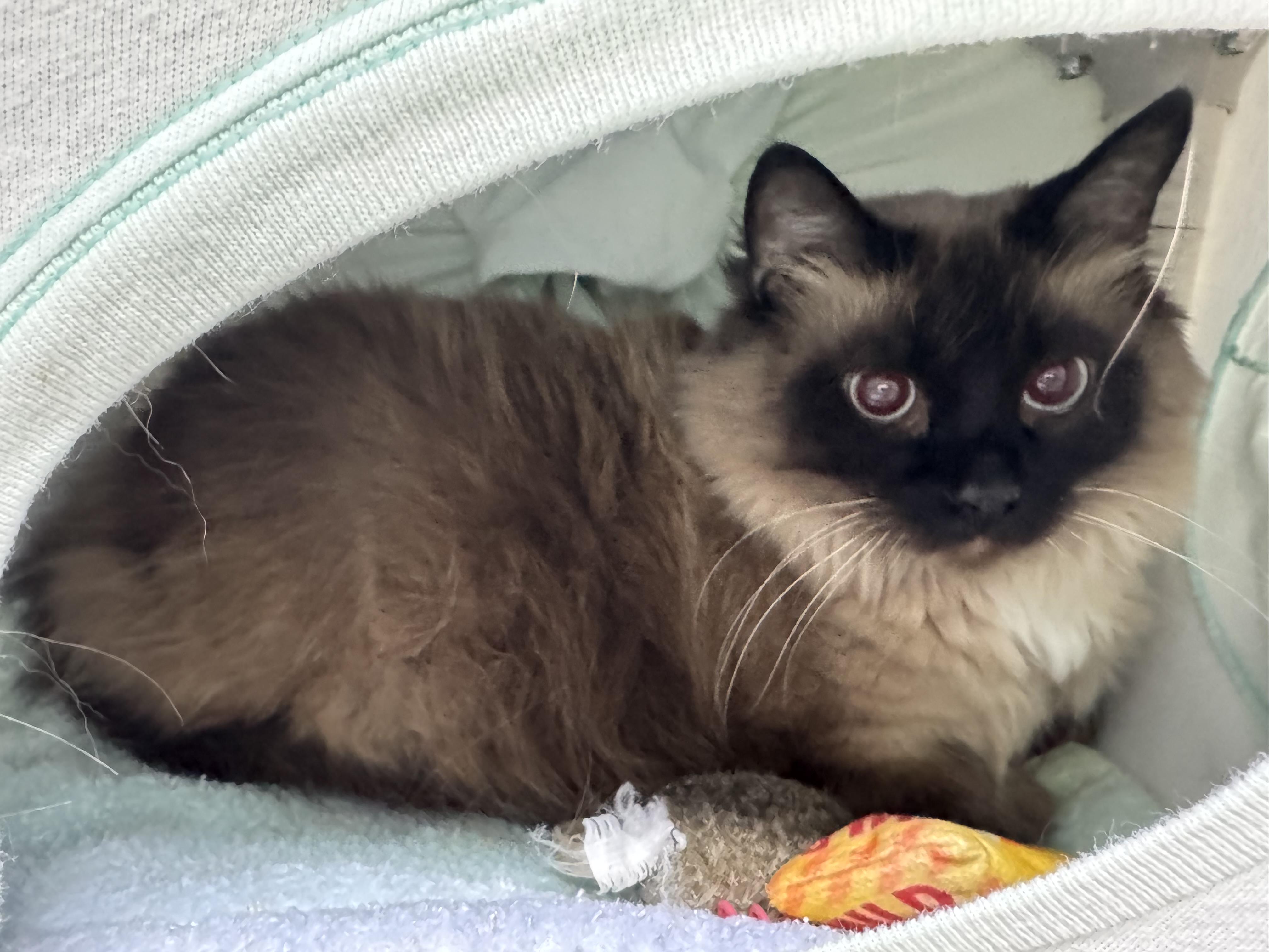 Mocha, ADOPTABLE, Senior Male Siamese & Domestic Long Hair.