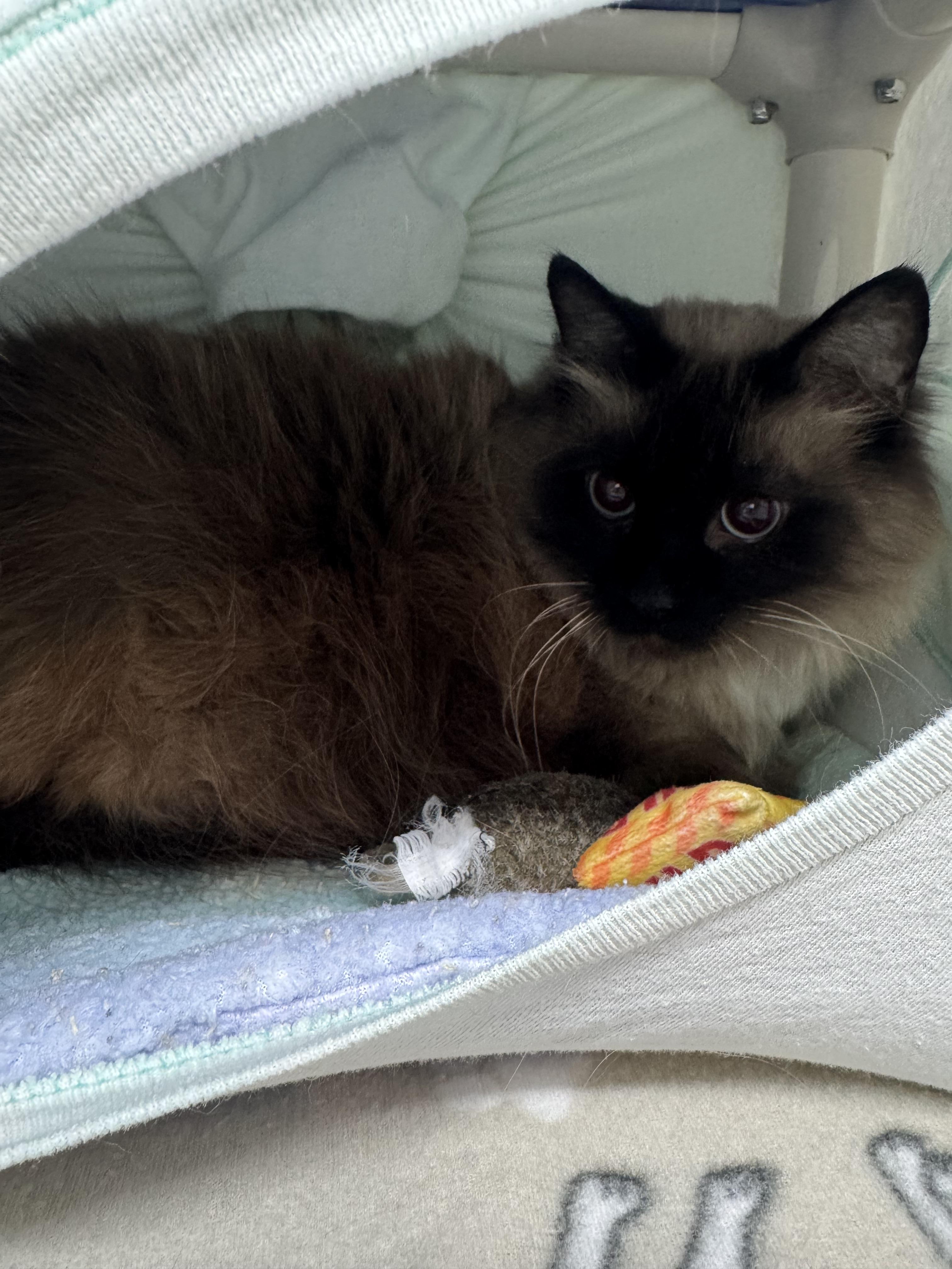 Enlarge Mocha, a ADOPTABLE mixed breed in Mount Vernon, OH image 2/3