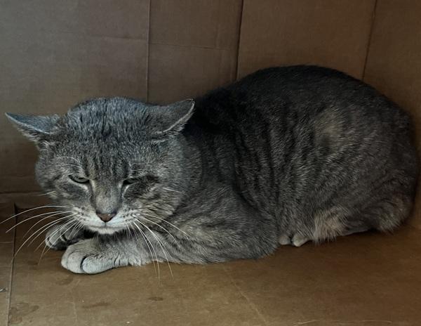 Cumulonimbus, Adoptable, Adult Male Domestic Short Hair.