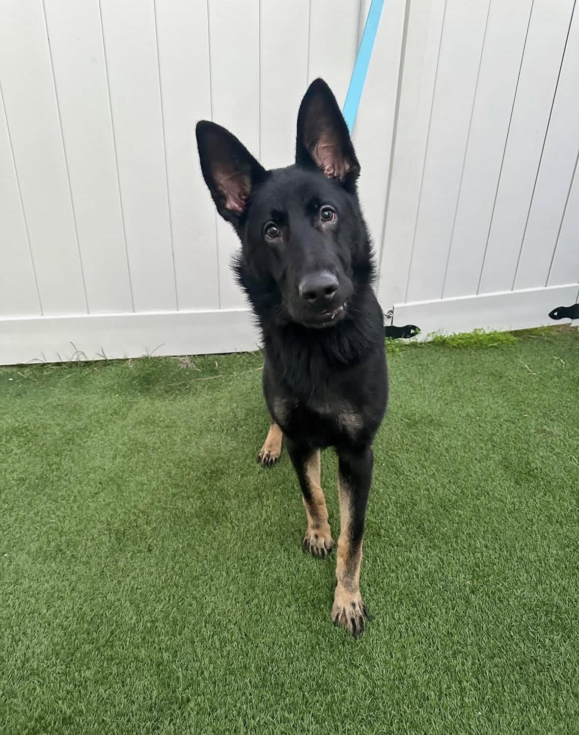 Enlarge Norman , an adopted German Shepherd Dog in Pasadena, CA image 6/6