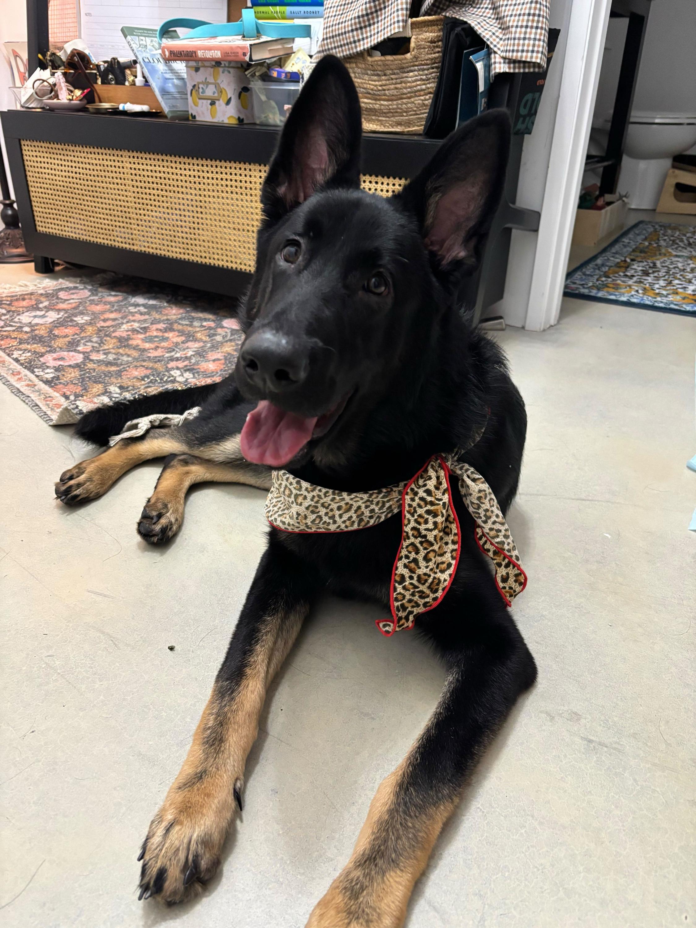 Norman , adopted, Young Male German Shepherd Dog.