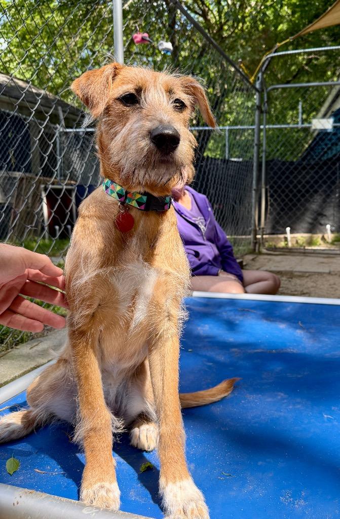 Goldie, Adoptable, Puppy Female Mixed Breed.