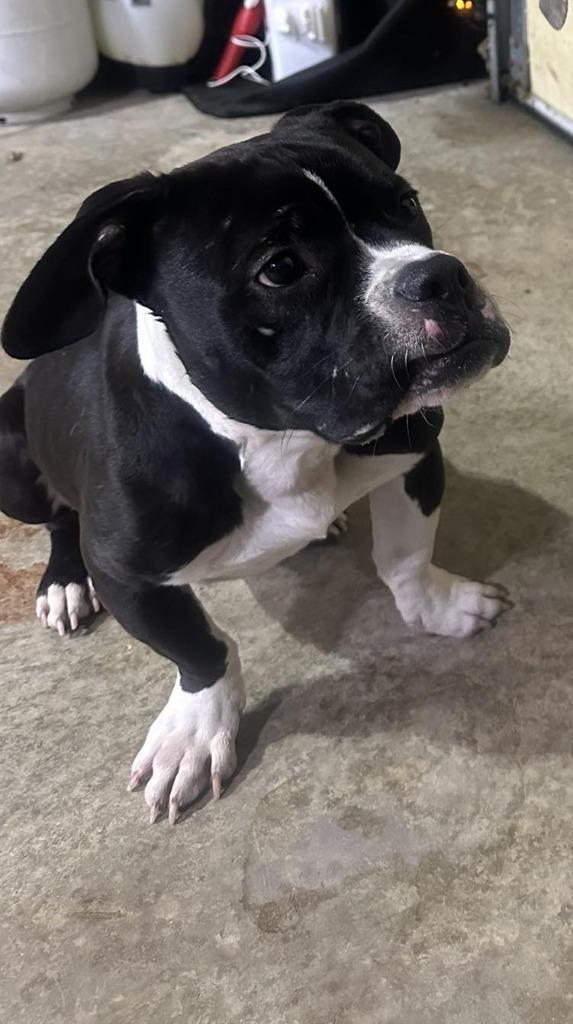 Enlarge Tux, a Adoptable mixed breed in Effingham, IL image 1/4