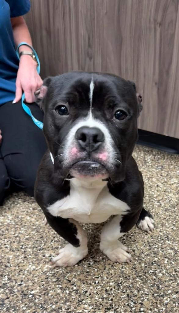 Enlarge Tux, a Adoptable mixed breed in Effingham, IL image 4/4