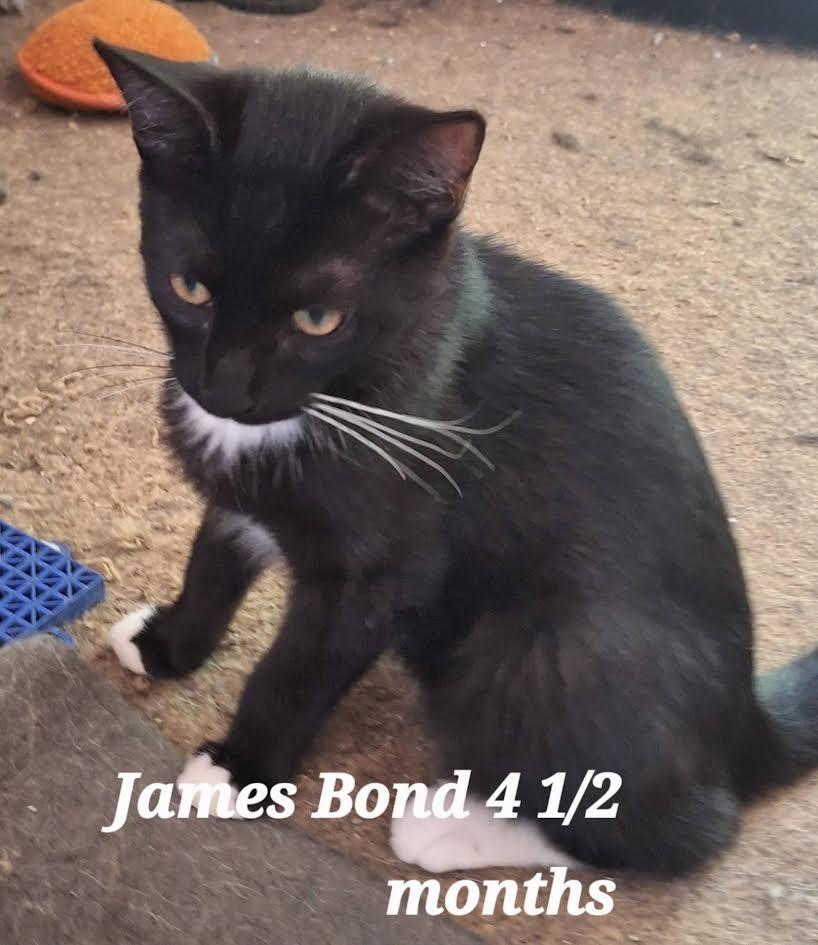 Enlarge James Bond, a Adoptable mixed breed in Hartsville, SC image 1/2
