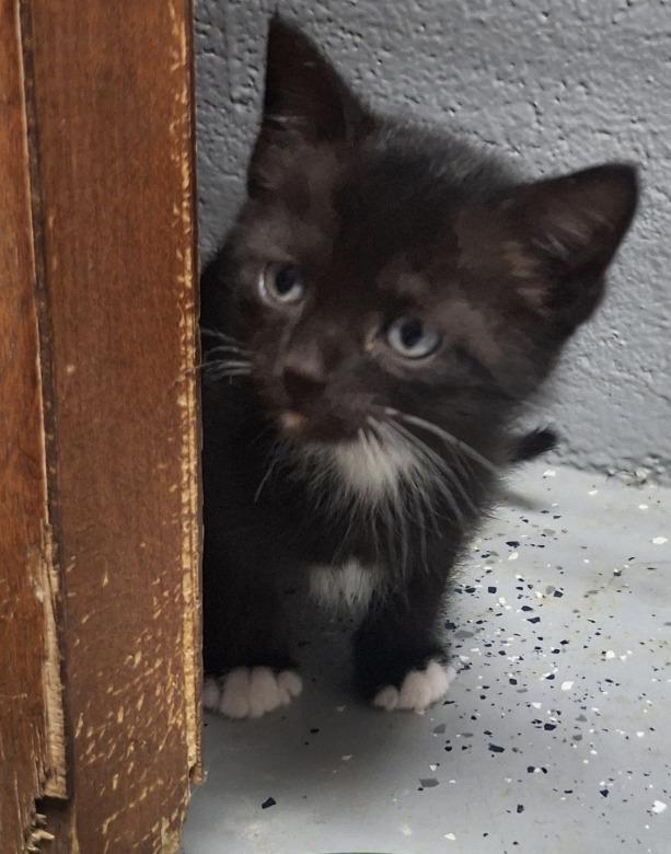Enlarge James Bond, a Adoptable mixed breed in Hartsville, SC image 2/2