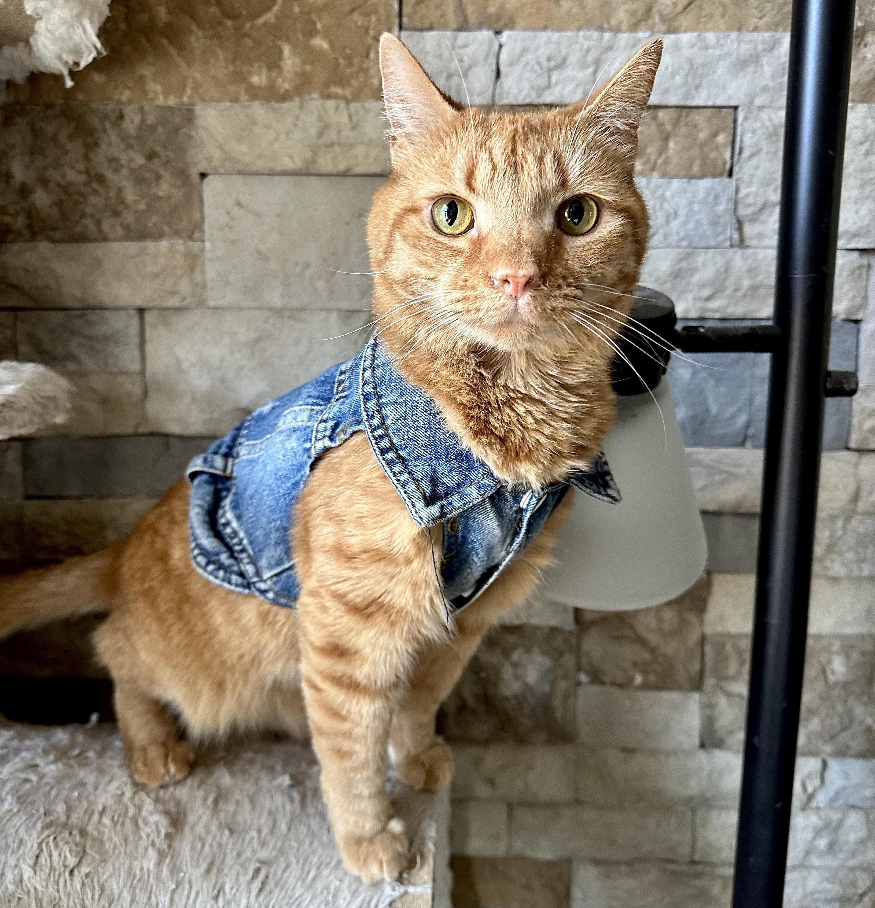 Brizzo, a Adoptable American Shorthair in Frederick, MD image 1/3