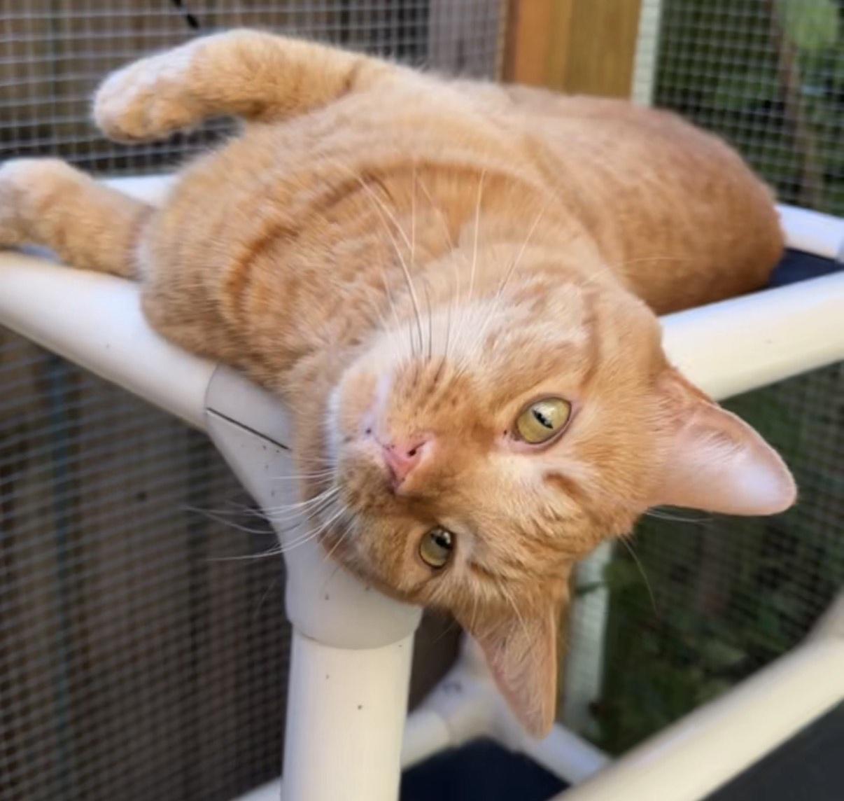 Brizzo, a Adoptable American Shorthair in Frederick, MD image 2/3