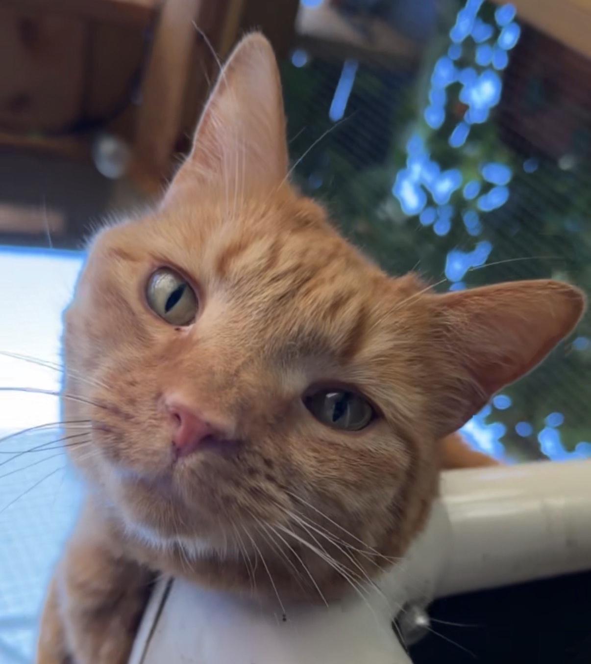 Brizzo, a Adoptable American Shorthair in Frederick, MD image 3/3