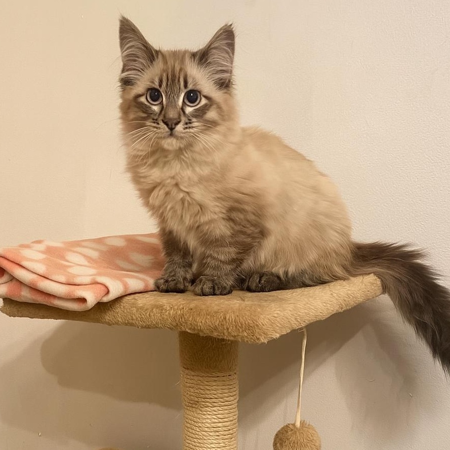 Simone, an adoptable Ragdoll, Birman in Andover, MN, 55304 | Photo Image 3