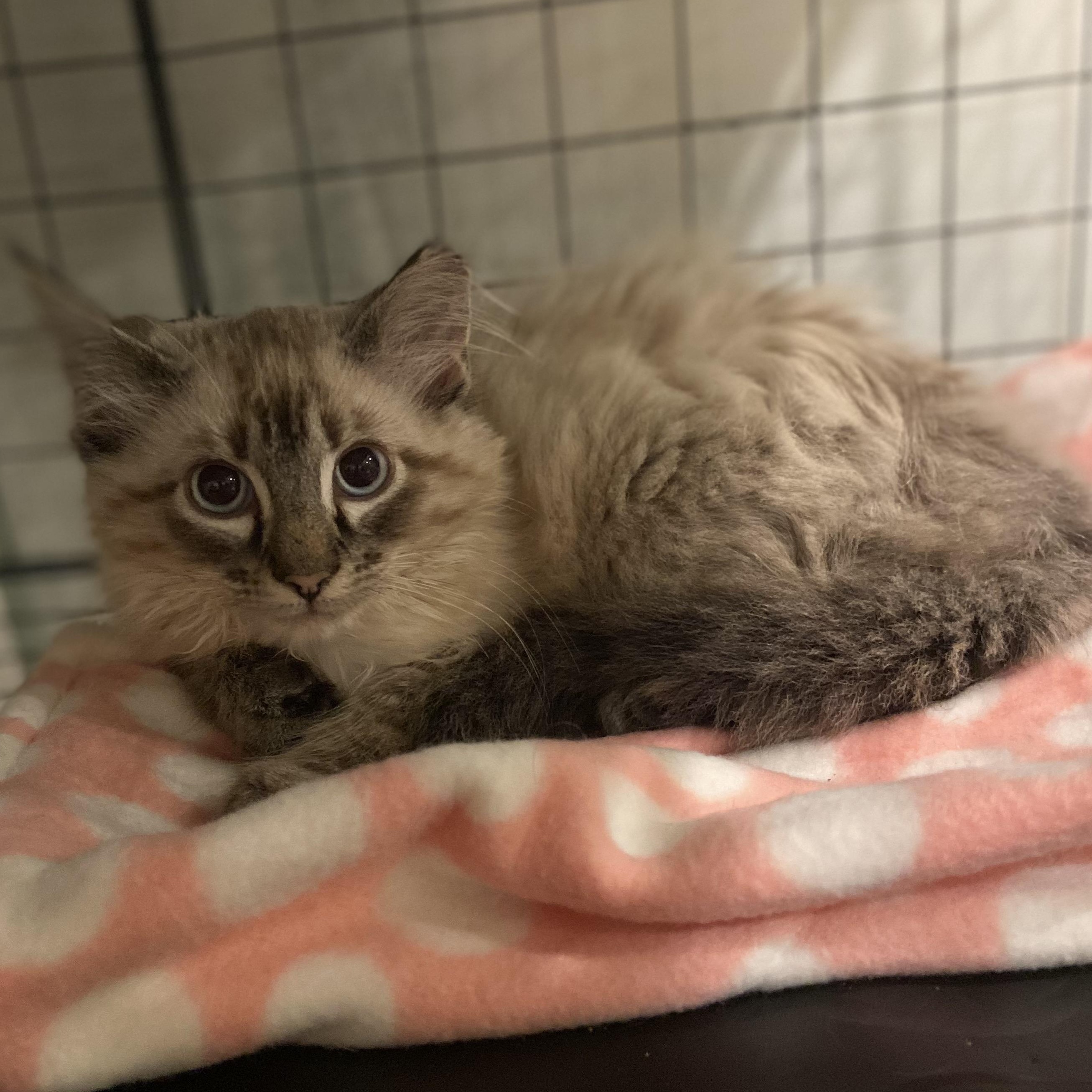 Simone, an adoptable Ragdoll, Birman in Andover, MN, 55304 | Photo Image 4