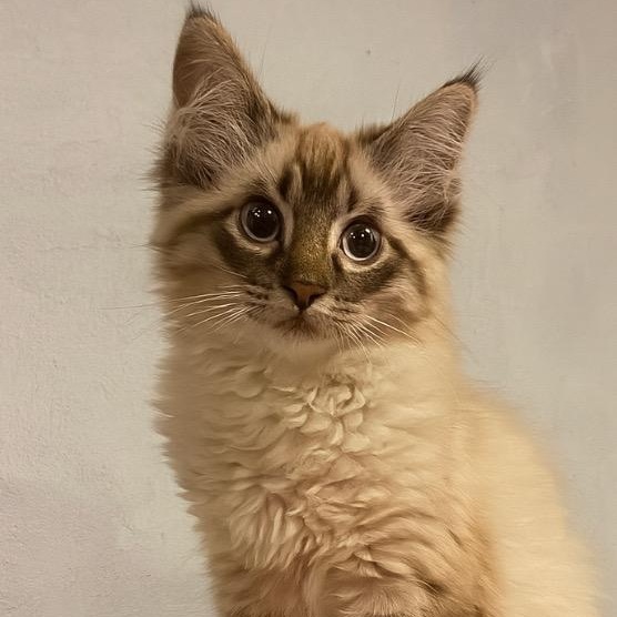 Simone, an adoptable Ragdoll, Birman in Andover, MN, 55304 | Photo Image 2