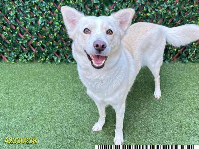 NINA, Adoptable, Adult Female Mixed Breed & Mixed Breed.