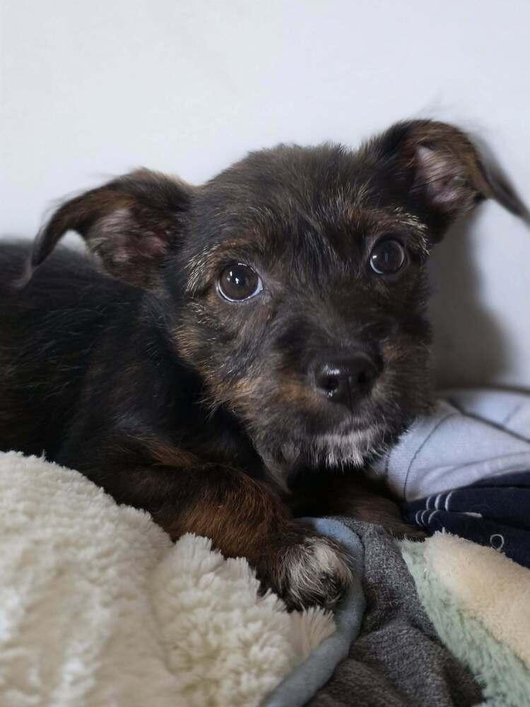 Ginger, a Adoptable mixed breed in Chattanooga, TN image 1/3