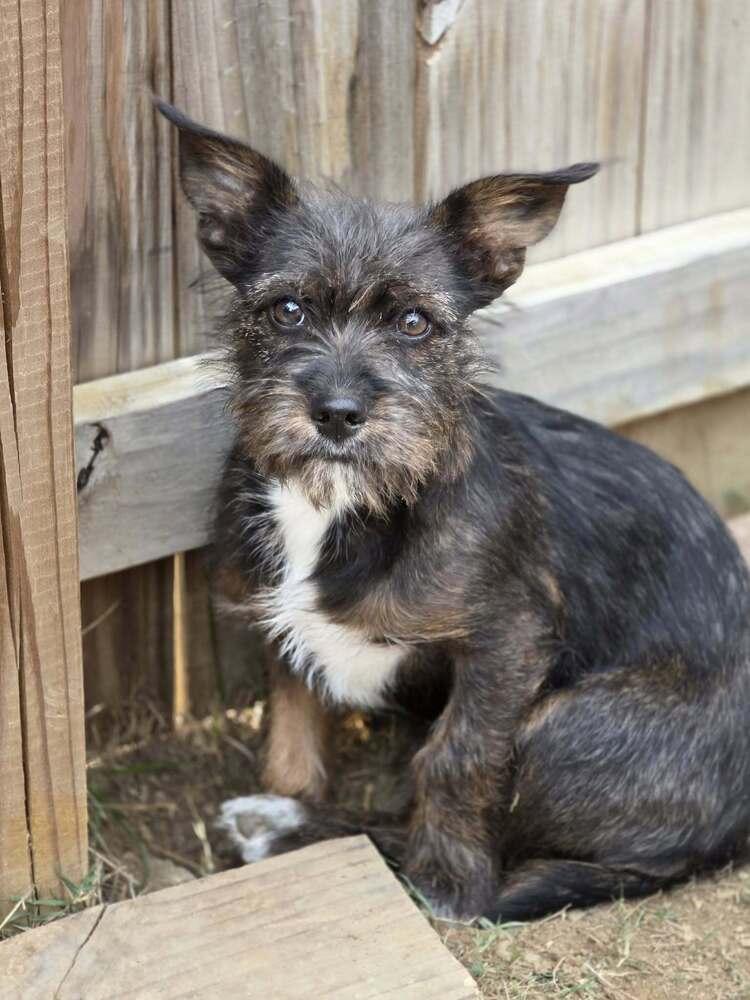 Ginger, a Adoptable mixed breed in Chattanooga, TN image 2/3