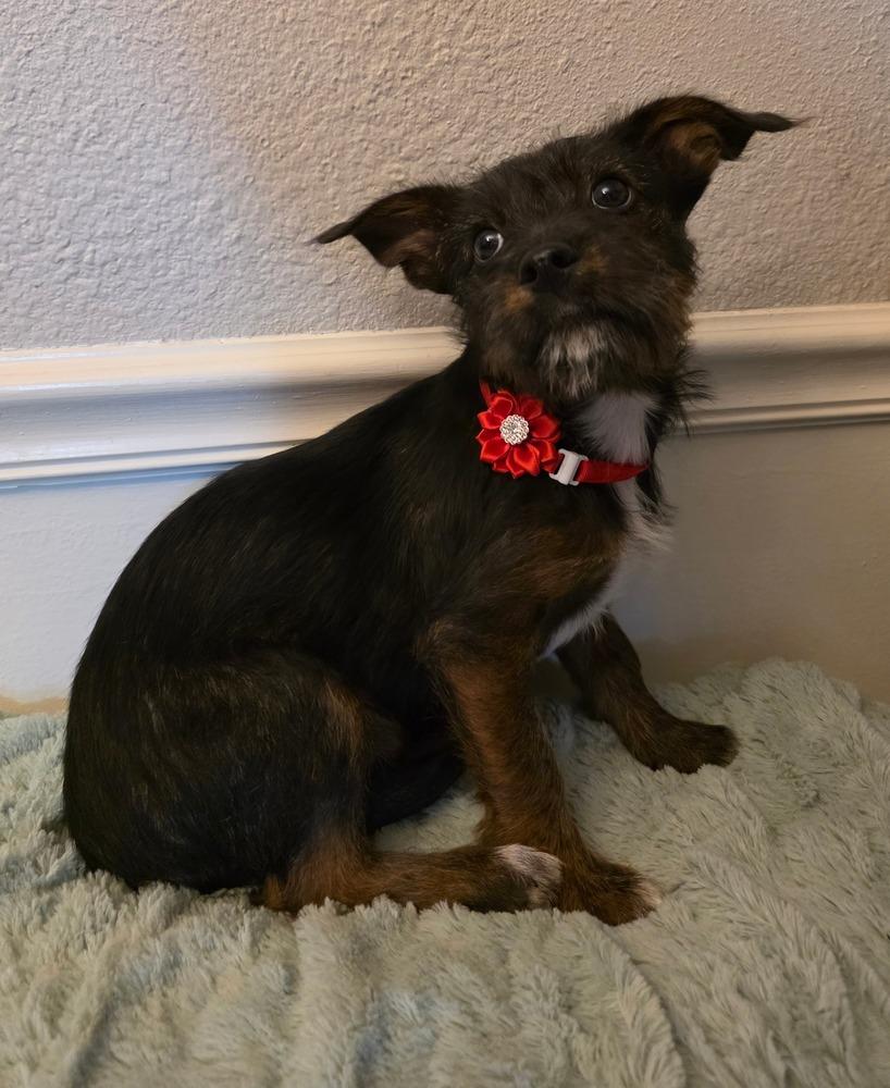 Ginger, a Adoptable mixed breed in Chattanooga, TN image 3/3