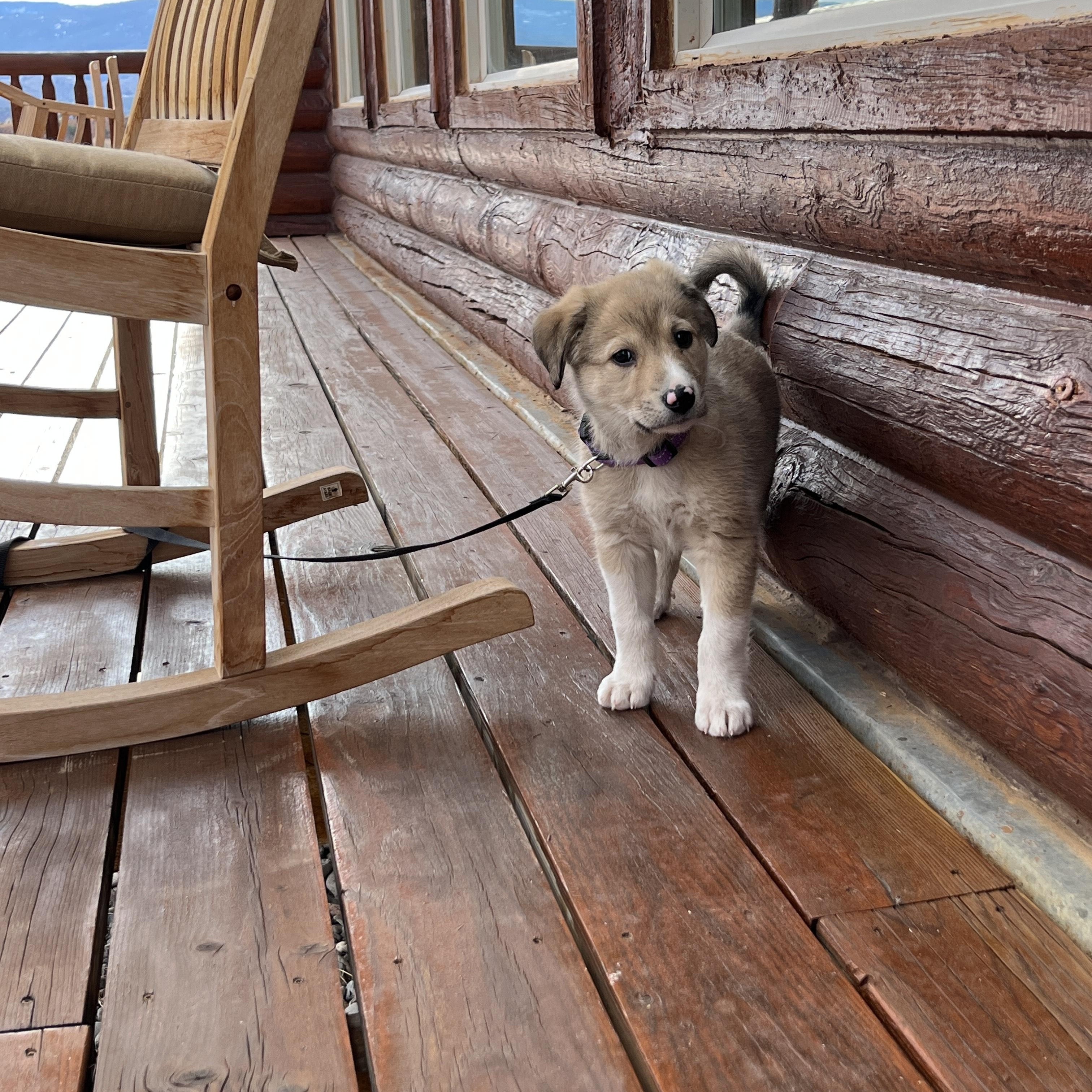 Enlarge Gnocchi, an adopted mixed breed in Torrey, UT image 4/4
