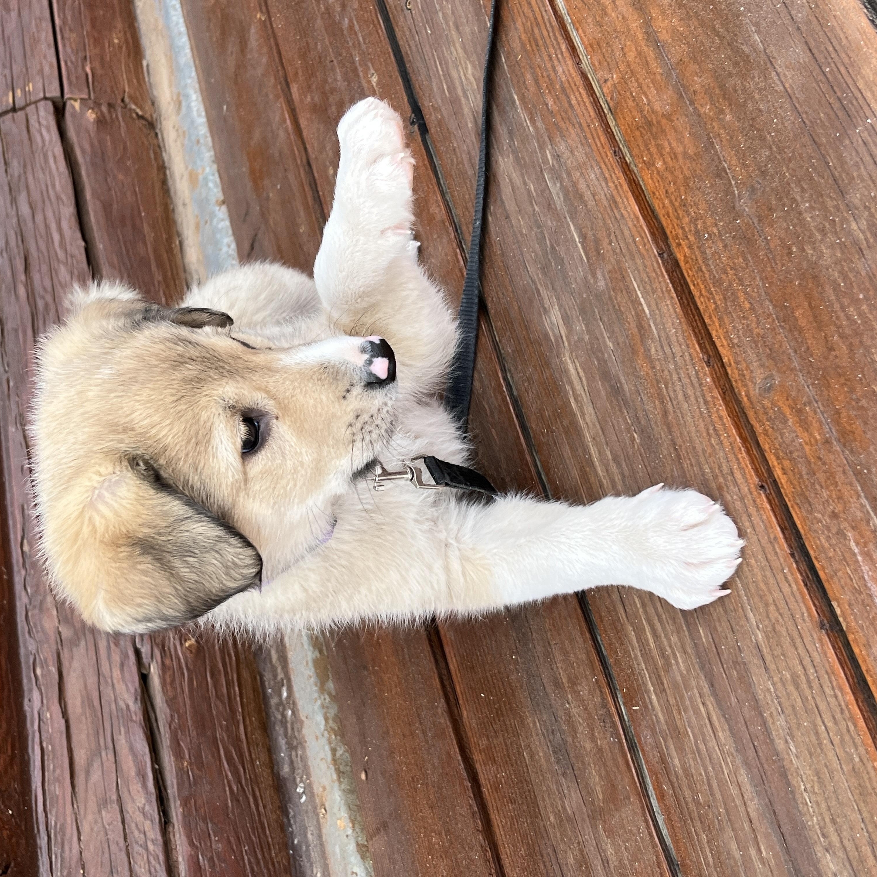 Enlarge Gnocchi, an adopted mixed breed in Torrey, UT image 3/4