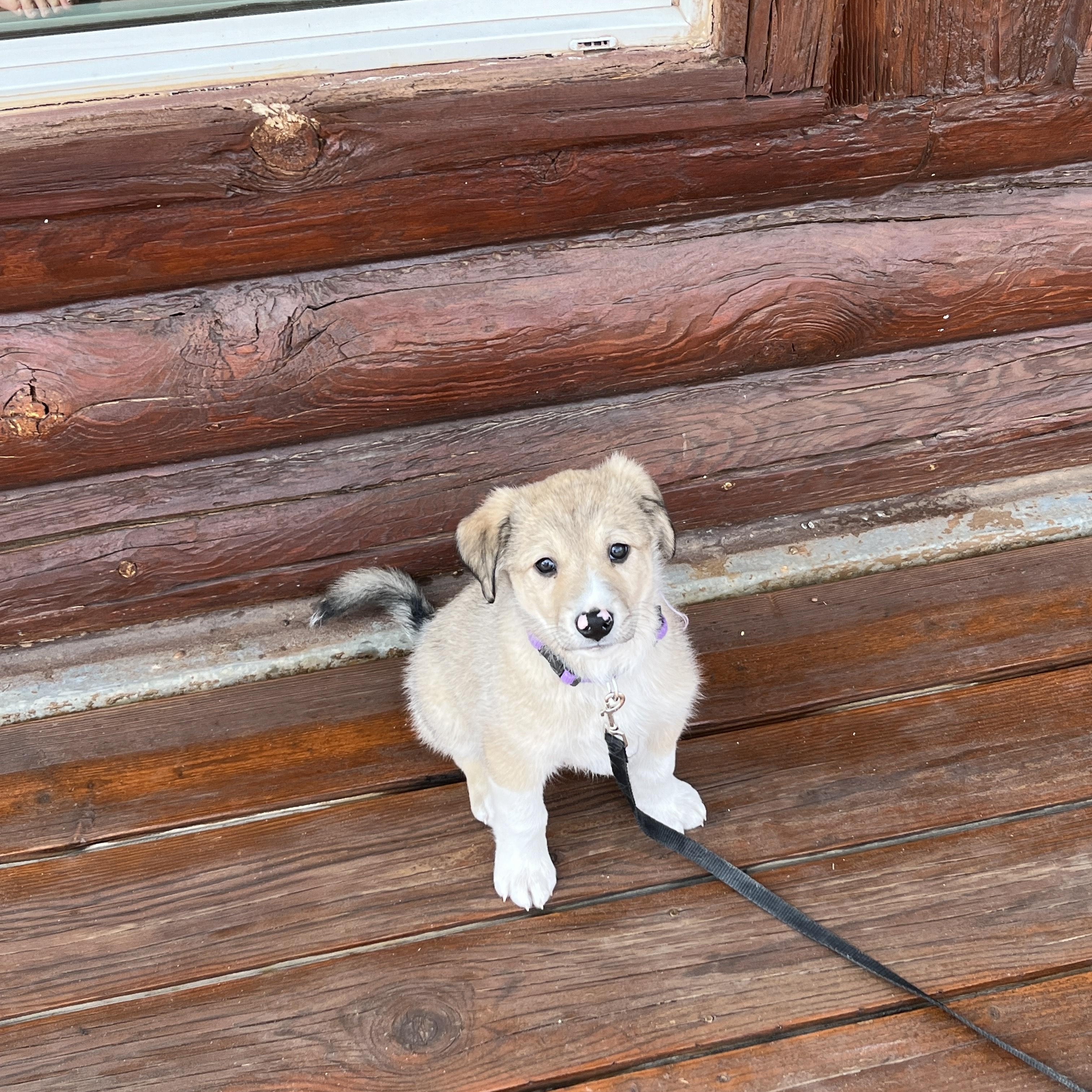 Enlarge Gnocchi, an adopted mixed breed in Torrey, UT image 2/4
