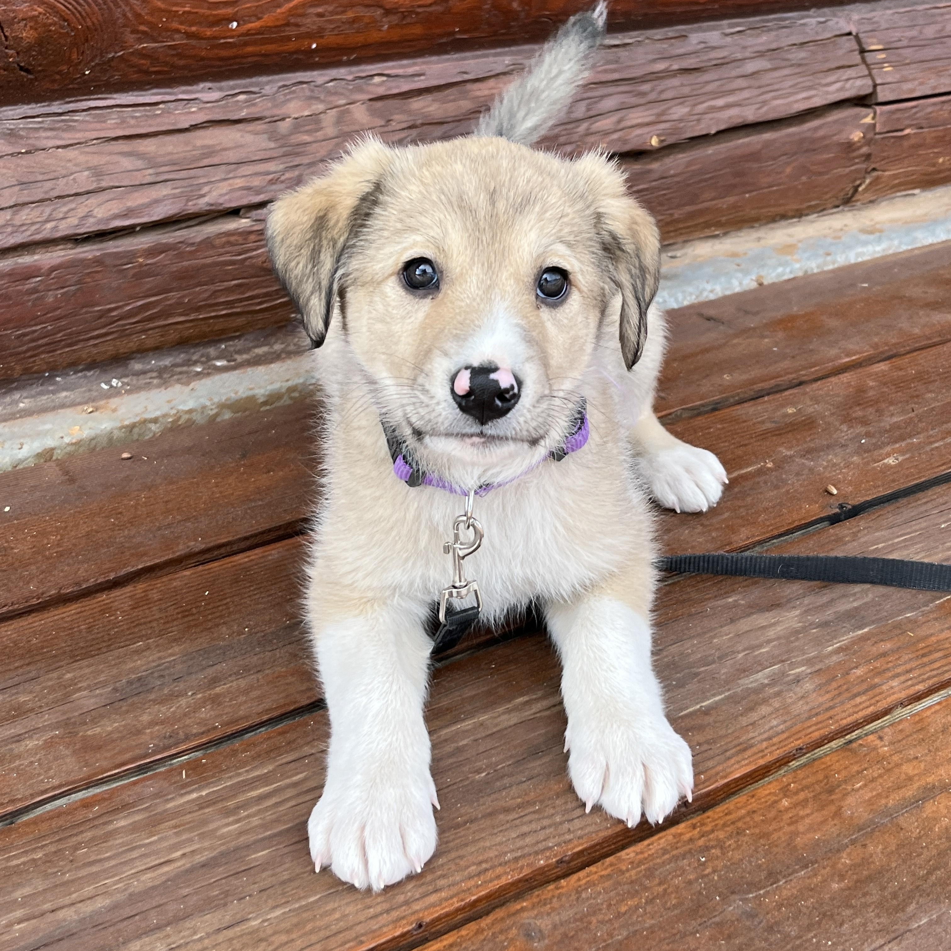 Gnocchi, adopted, Puppy Female Great Pyrenees.