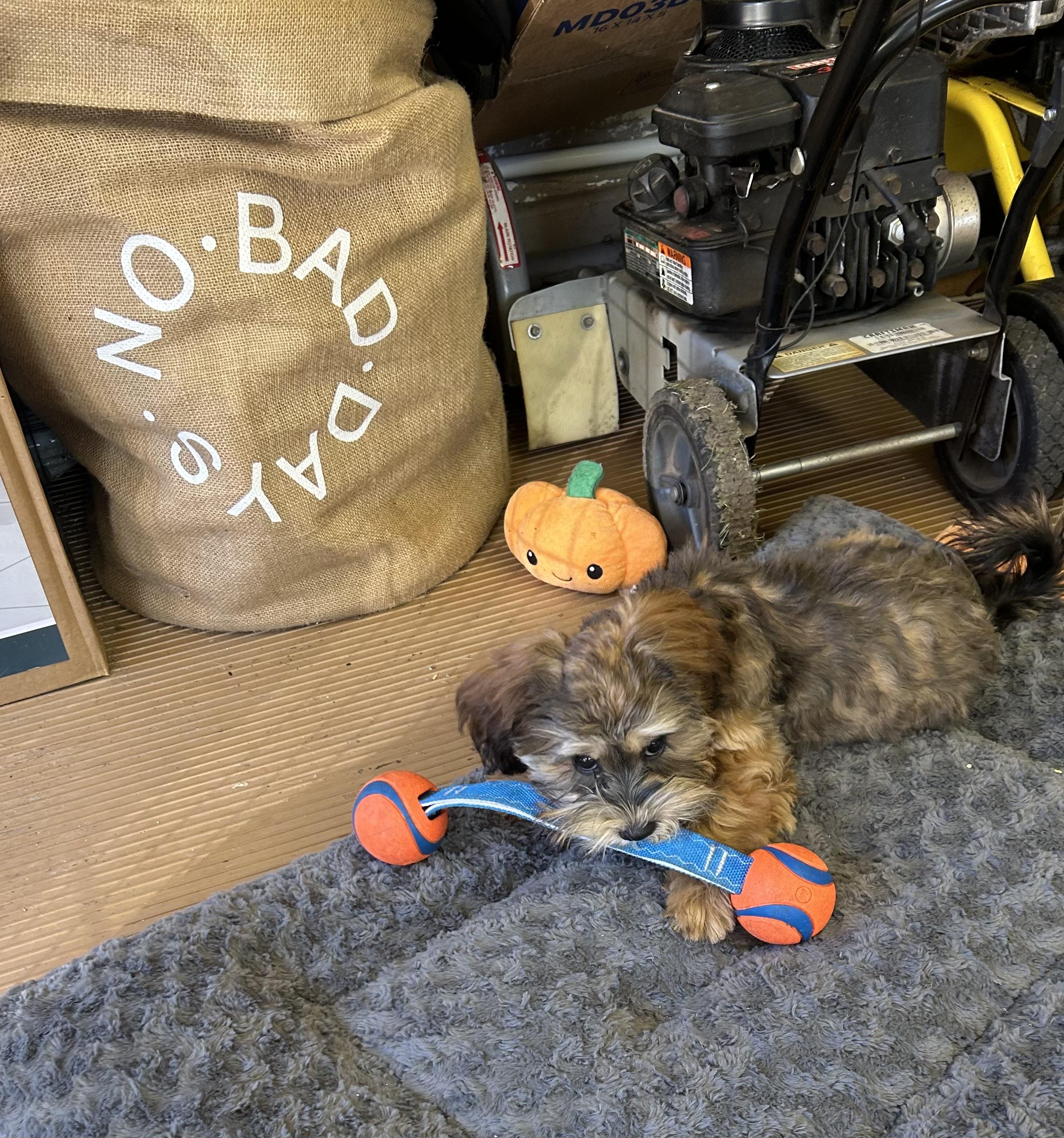 Enlarge MAPLE, a Adoptable Shih poo in Rossford, OH image 6/6