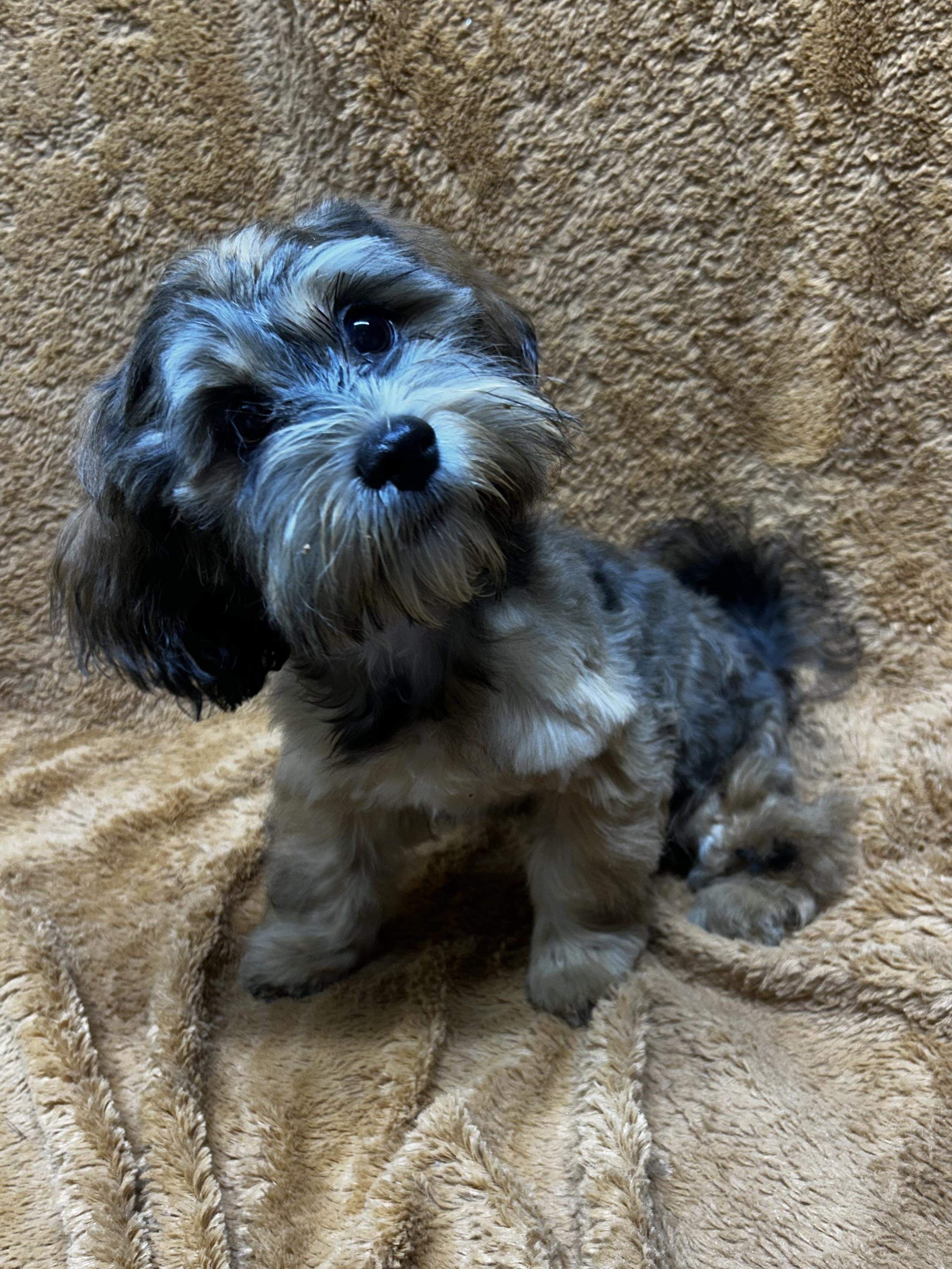Enlarge MAPLE, a Adoptable Shih poo in Rossford, OH image 1/6