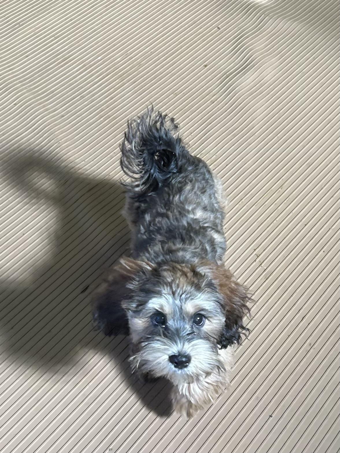 Enlarge MAPLE, a Adoptable Shih poo in Rossford, OH image 4/6