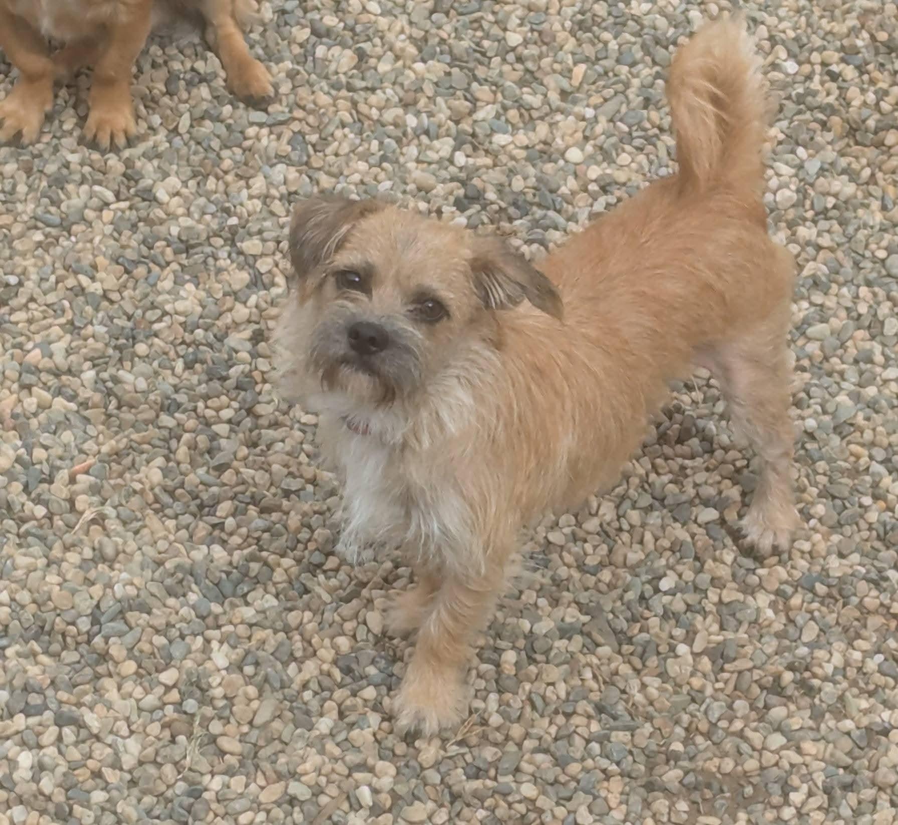 Enlarge Rocky, a Adoptable mixed breed in Oakland, CA image 1/5