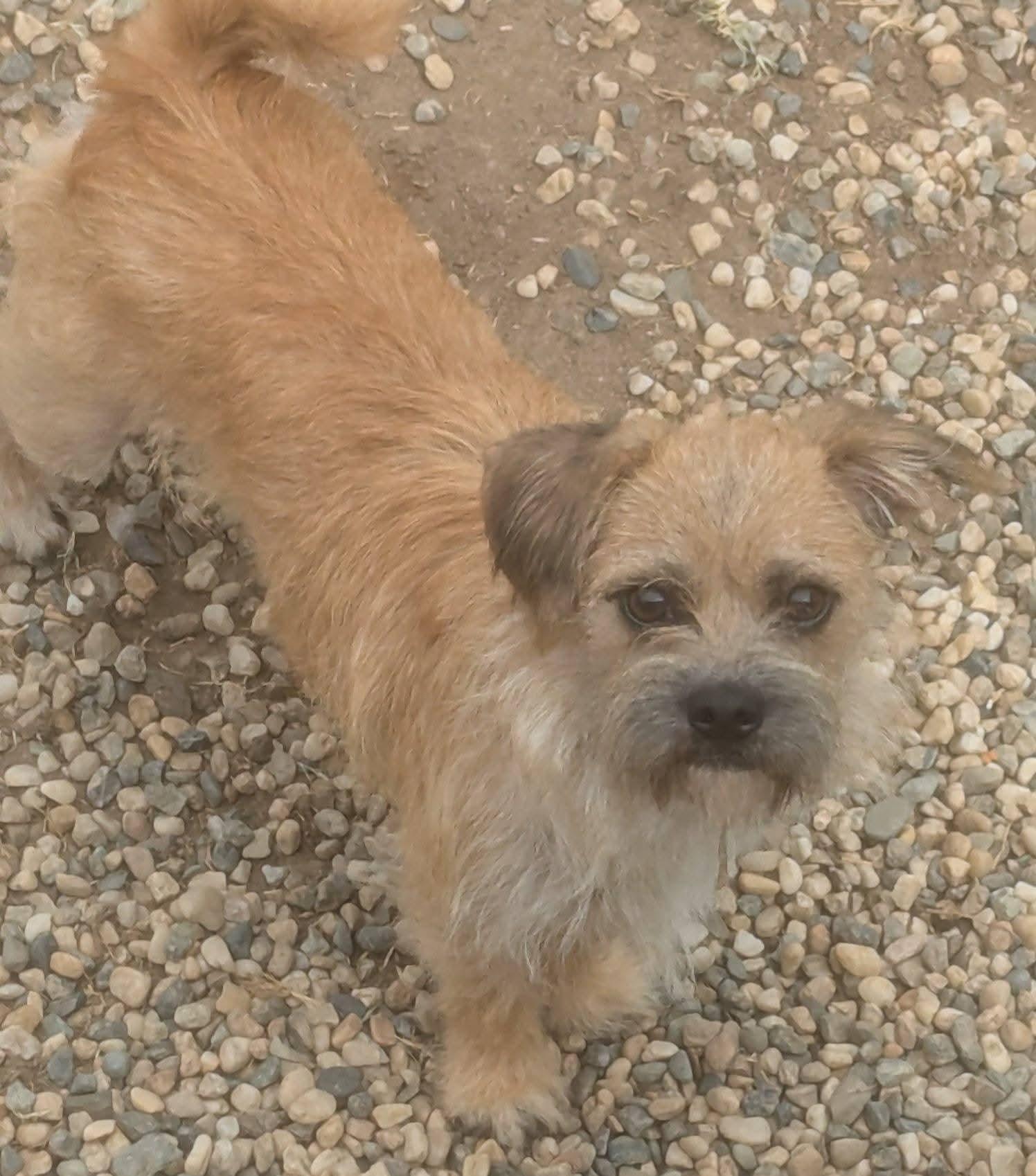 Enlarge Rocky, a Adoptable mixed breed in Oakland, CA image 2/5