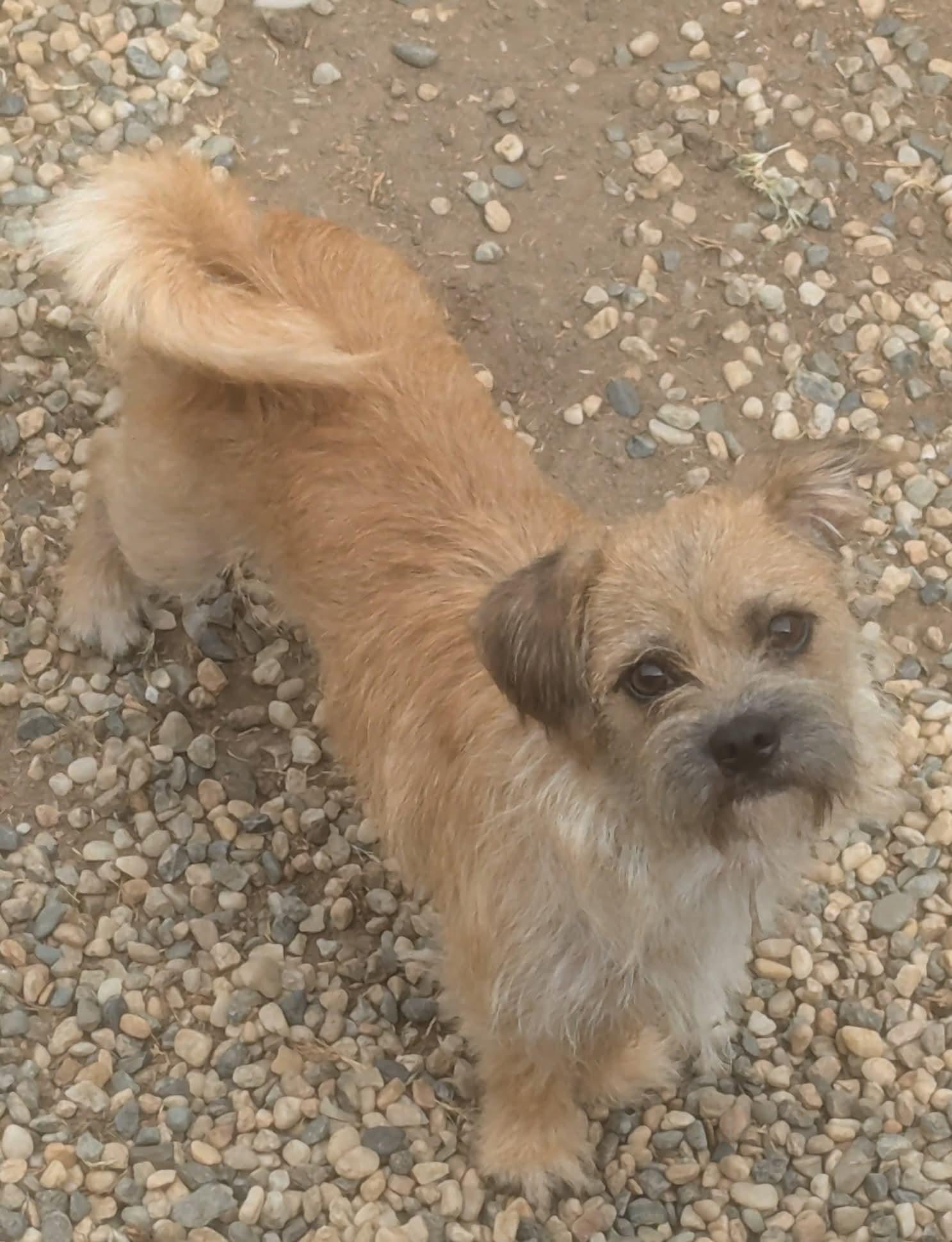 Enlarge Rocky, a Adoptable mixed breed in Oakland, CA image 3/5