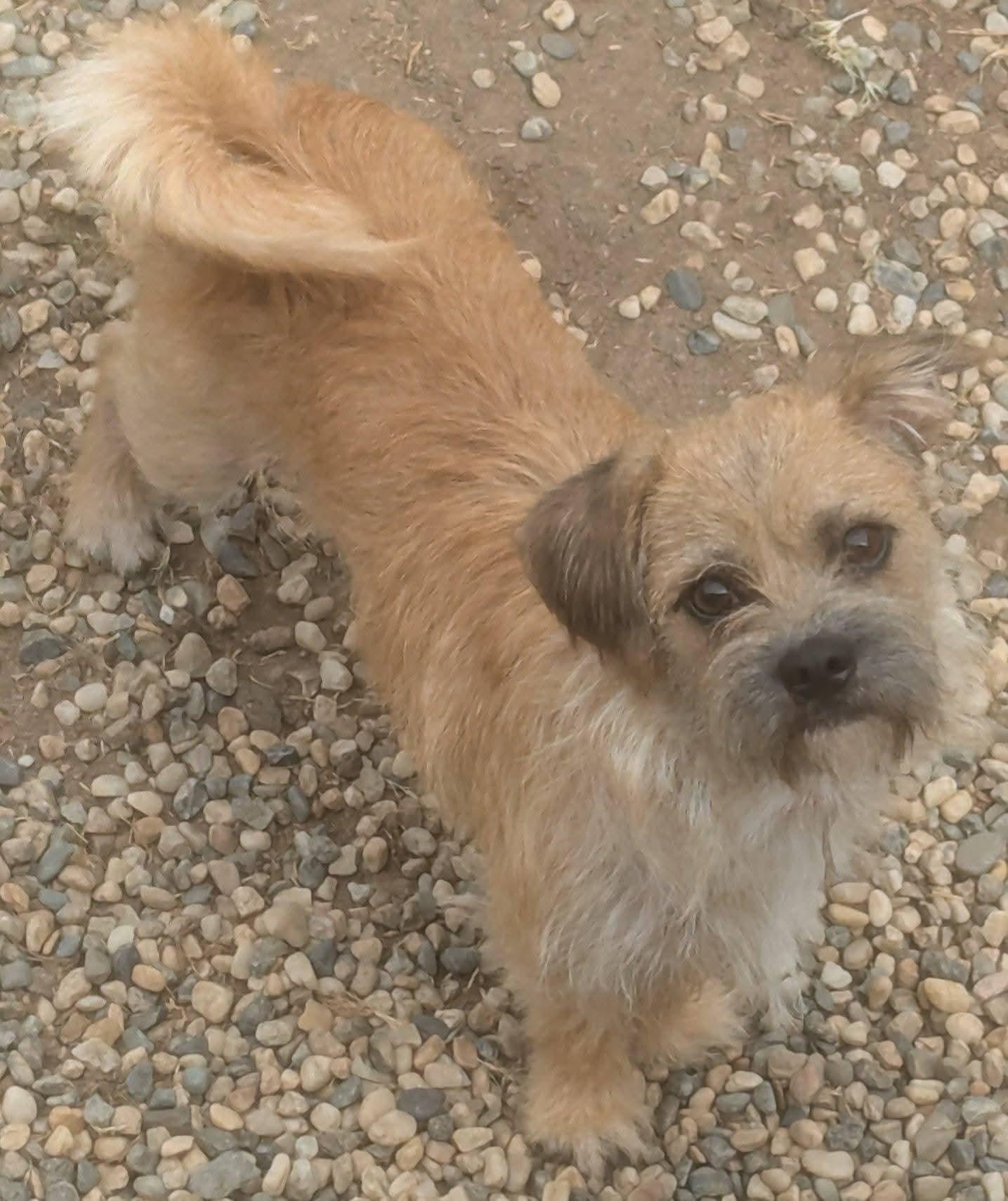 Enlarge Rocky, a Adoptable mixed breed in Oakland, CA image 5/5