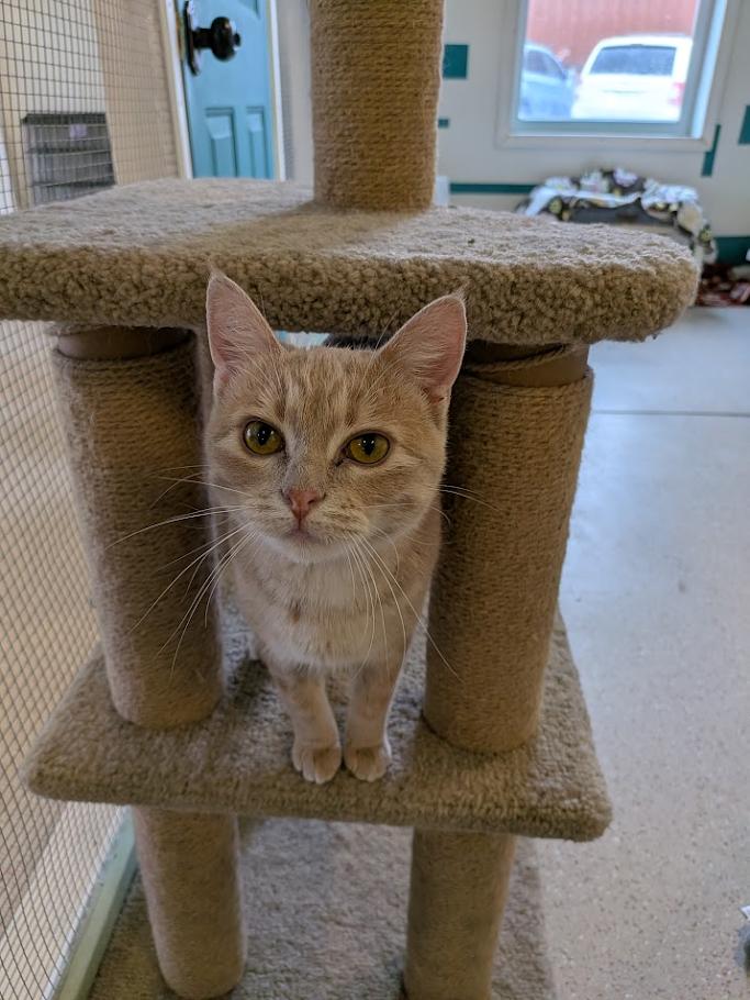 Enlarge Bae & Lola, a ADOPTABLE Domestic Short Hair in Winona, MN image 5/6