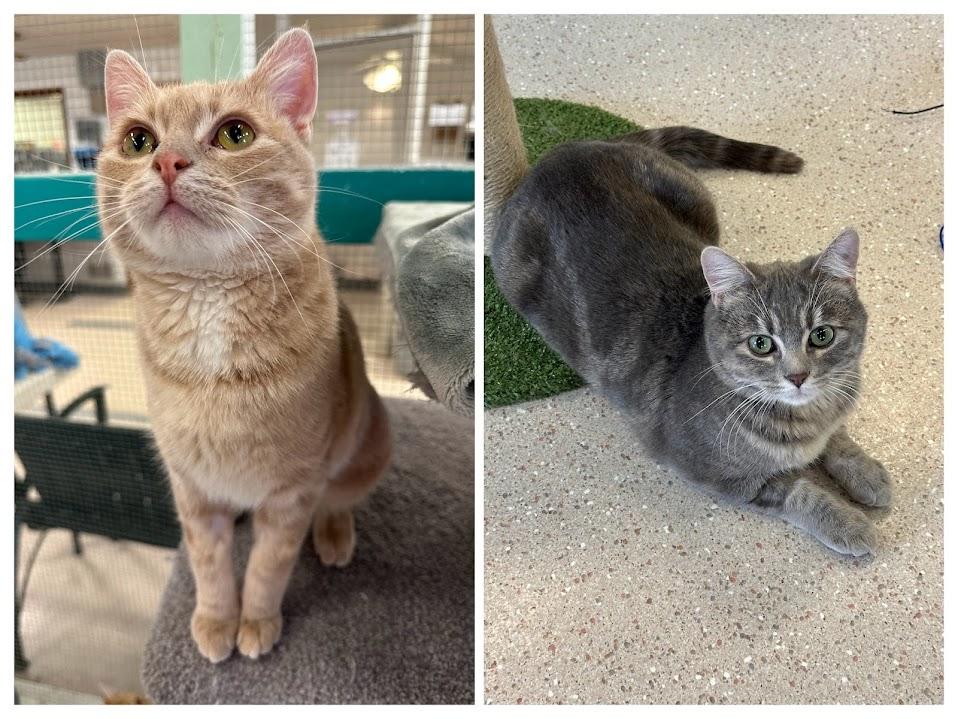 Enlarge Bae & Lola, a ADOPTABLE Domestic Short Hair in Winona, MN image 1/6