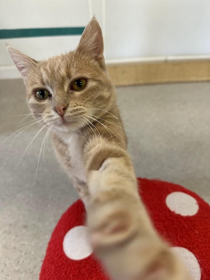 Enlarge Bae & Lola, a ADOPTABLE Domestic Short Hair in Winona, MN image 3/6