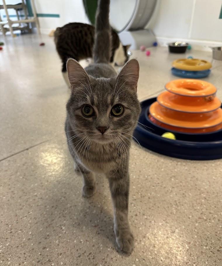 Enlarge Bae & Lola, a ADOPTABLE Domestic Short Hair in Winona, MN image 4/6