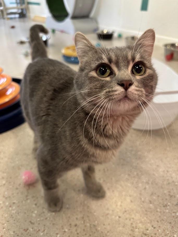 Enlarge Bae & Lola, a ADOPTABLE Domestic Short Hair in Winona, MN image 2/6