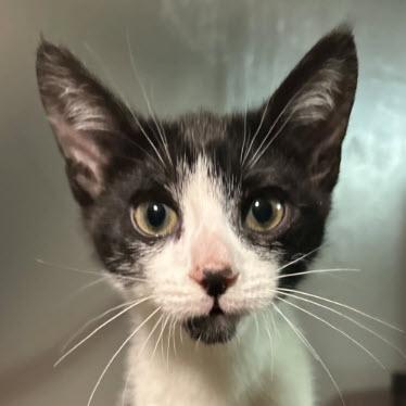 Enlarge Coconut Clarkson - adopt with Hazel, a Adoptable mixed breed in Hudson, MA image 1/3