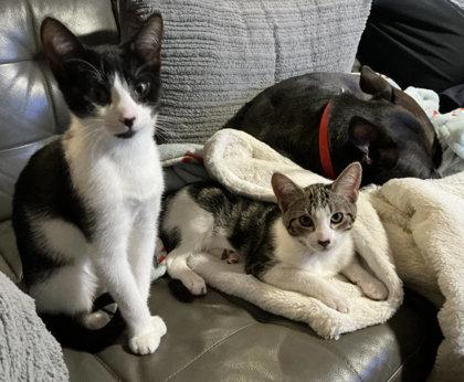 Enlarge Coconut Clarkson - adopt with Hazel, a Adoptable mixed breed in Hudson, MA image 2/3