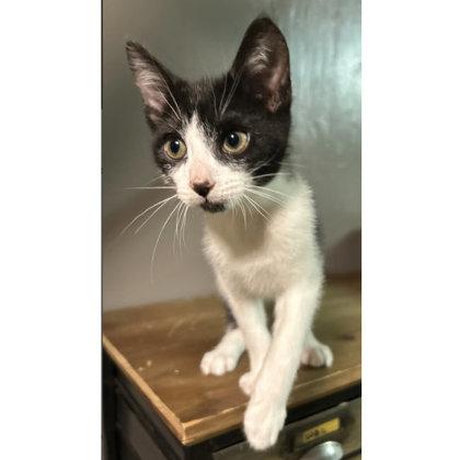 Enlarge Coconut Clarkson - adopt with Hazel, a Adoptable mixed breed in Hudson, MA image 3/3