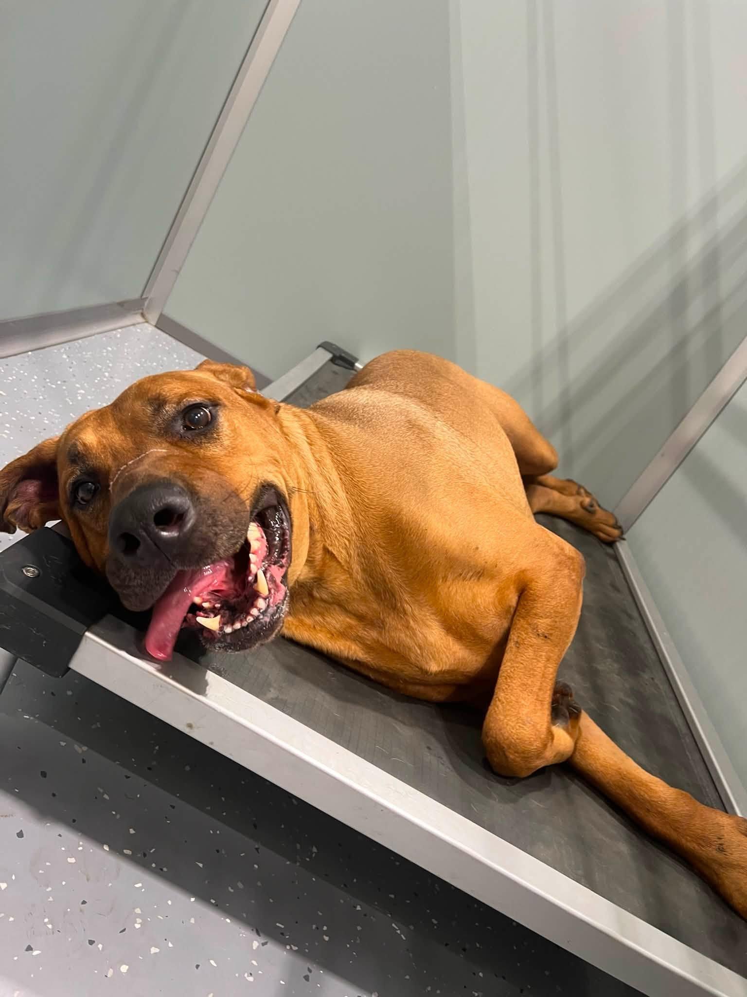 Enlarge Maverick, a ADOPTABLE Mixed Breed in Davenport, IA image 2/3