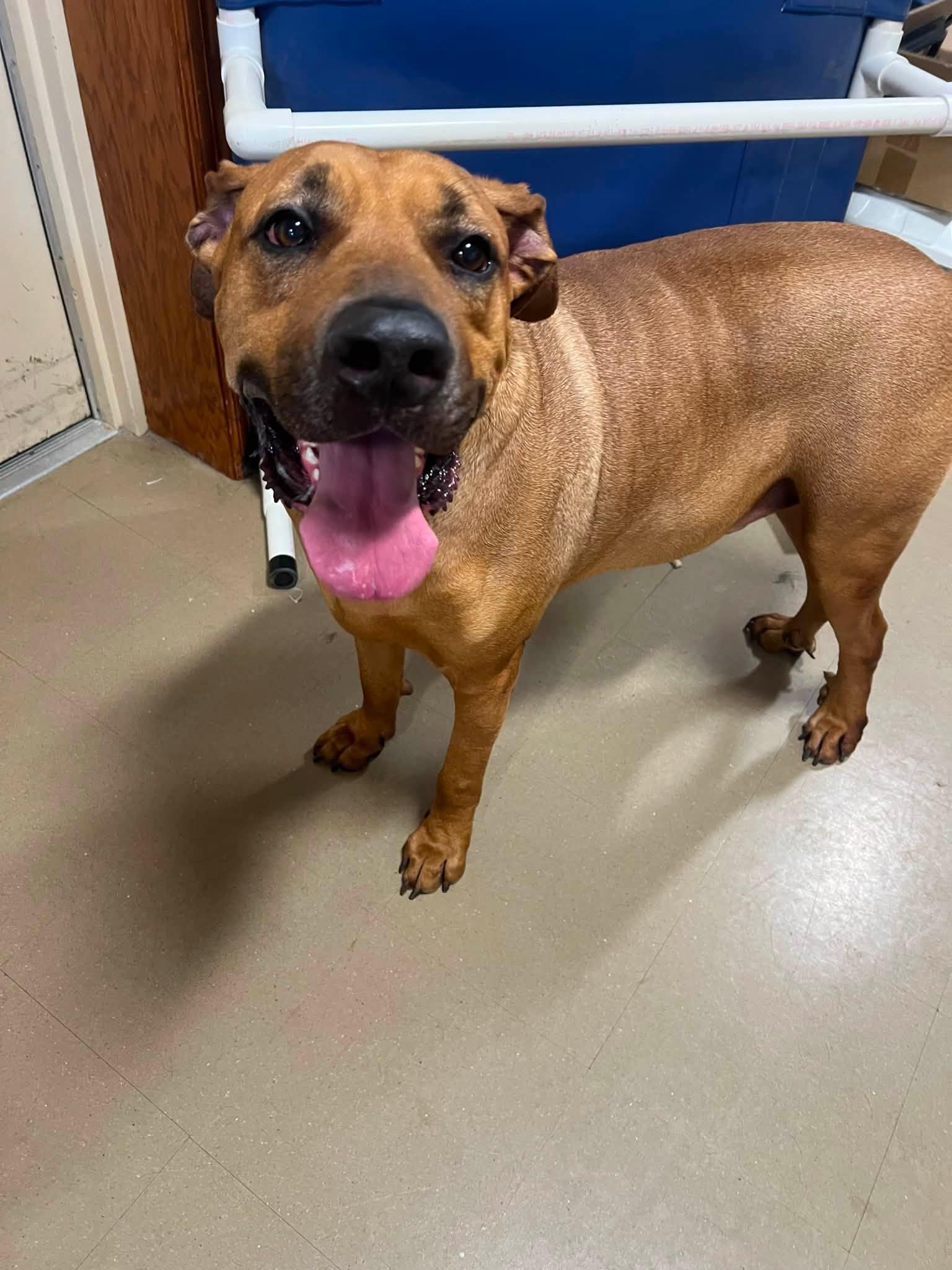 Enlarge Maverick, a ADOPTABLE Mixed Breed in Davenport, IA image 3/3