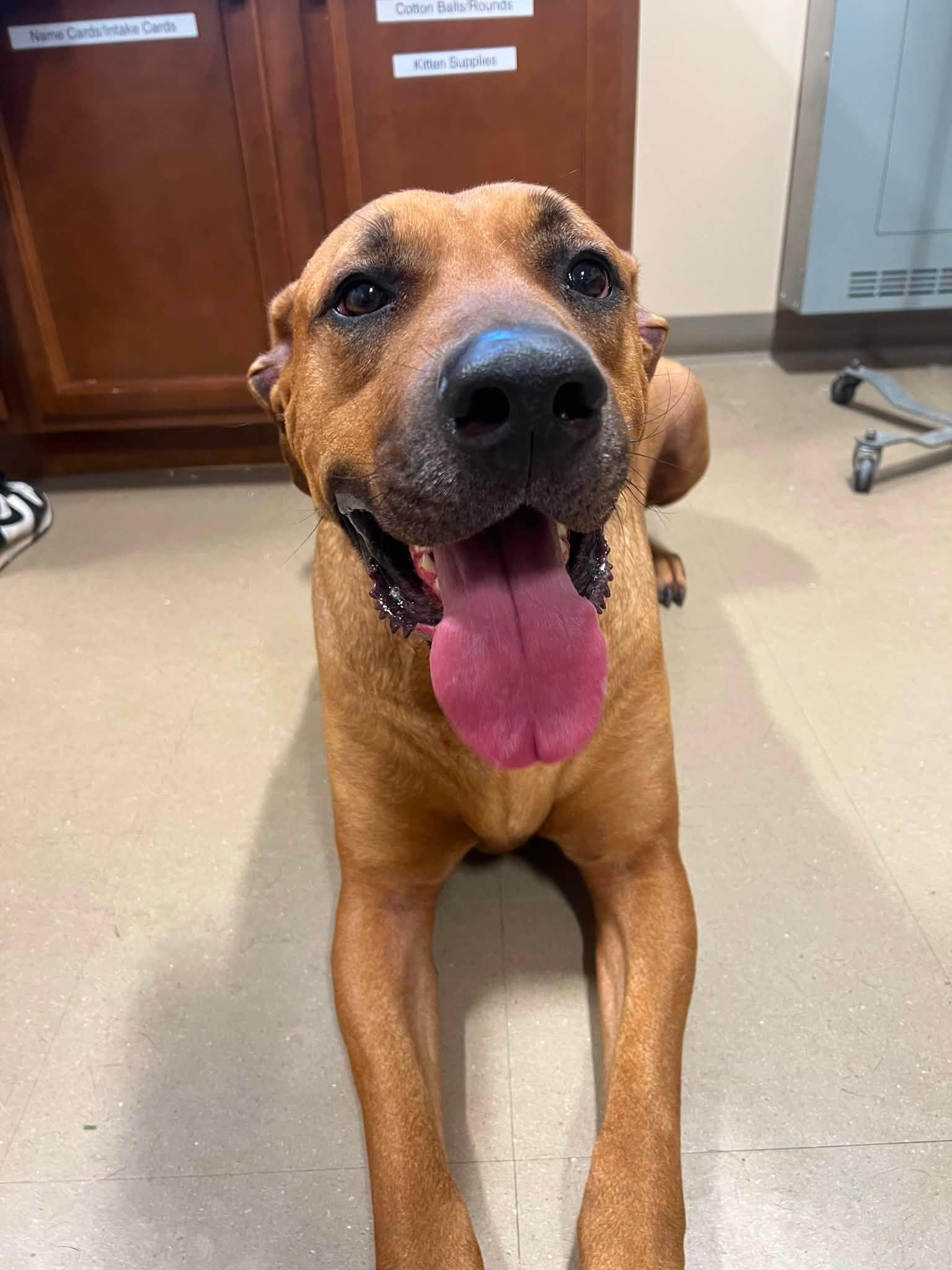 Enlarge Maverick, a ADOPTABLE Mixed Breed in Davenport, IA image 1/3